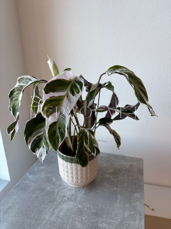Калатея Фьюжн Вайт 50 см