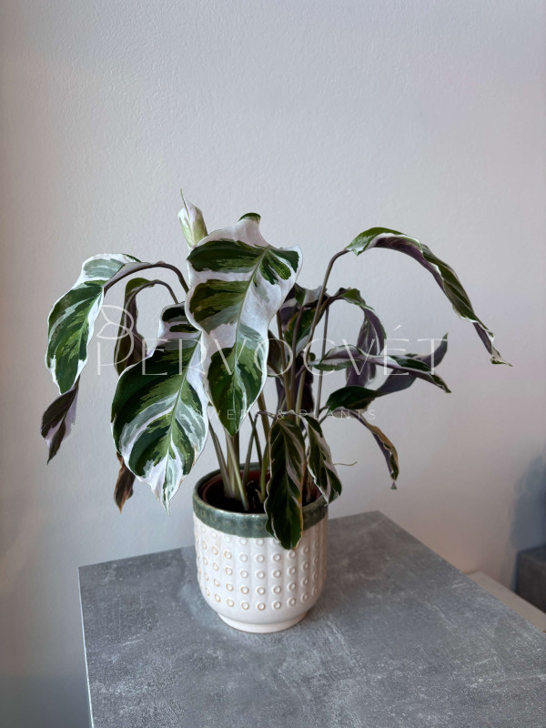 Калатея Фьюжн Вайт 50 см