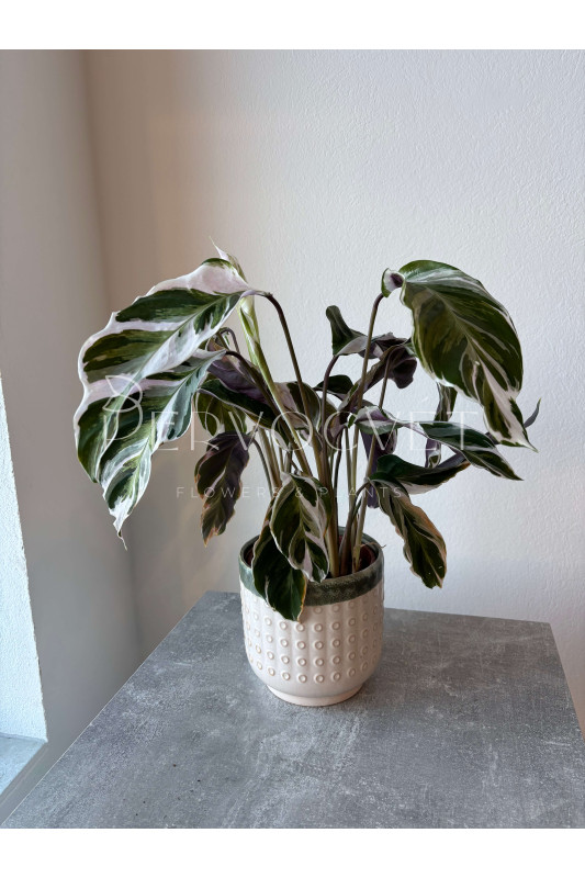 Калатея Фьюжн Вайт 50 см