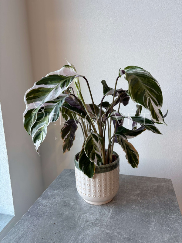 Калатея Фьюжн Вайт 50 см