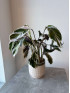 Калатея Фьюжн Вайт 50 см