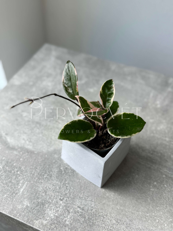 Хойя Кримпсон Квин 10 см