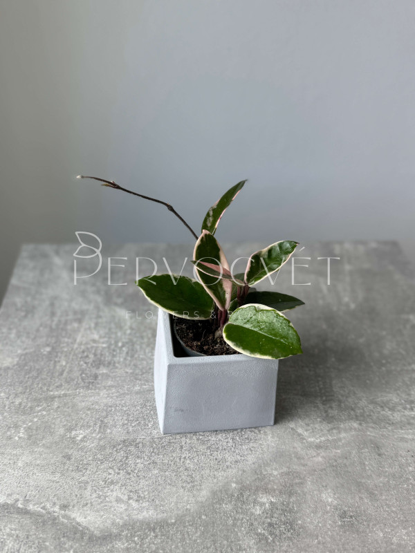 Хойя Кримпсон Квин 10 см