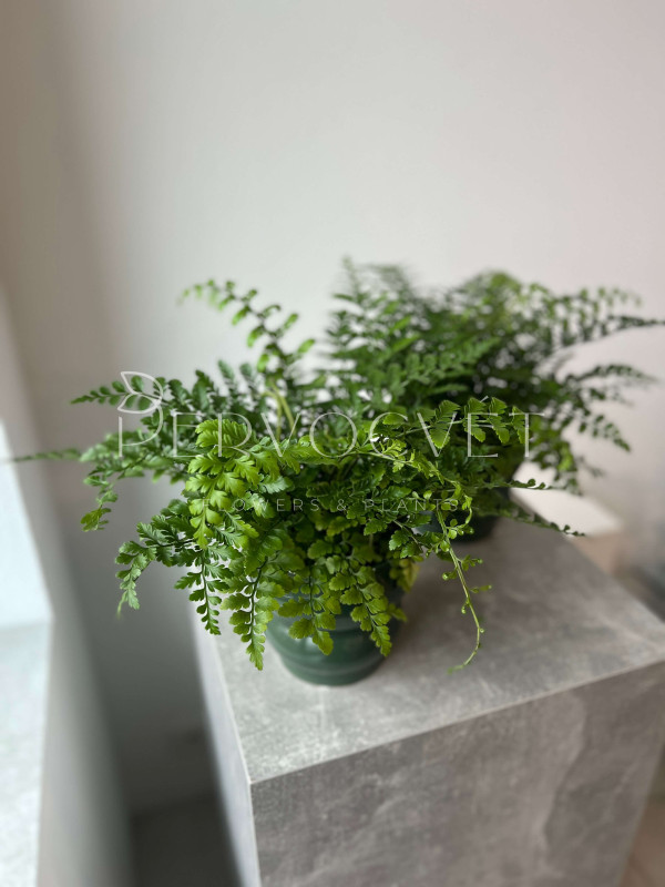 Асплениум Двуформенный 30 см