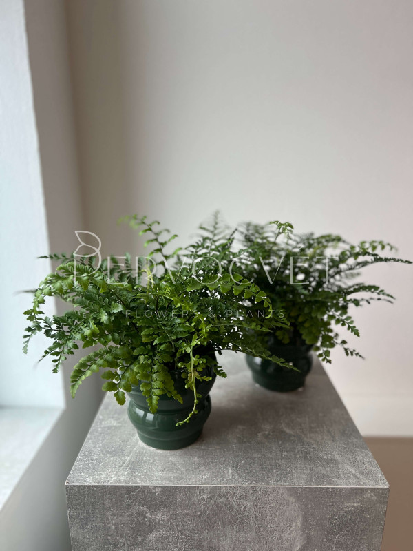 Асплениум Двуформенный 30 см