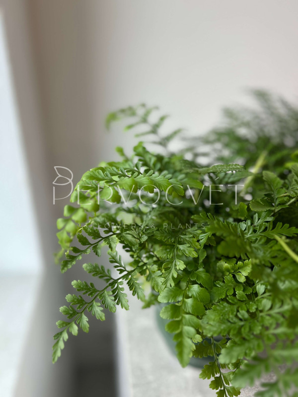 Асплениум Двуформенный 30 см