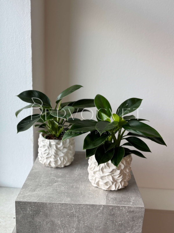 Филодендрон Грин Принцесс 30 см