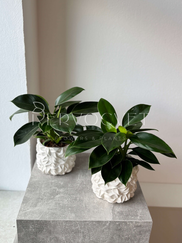 Филодендрон Грин Принцесс 30 см