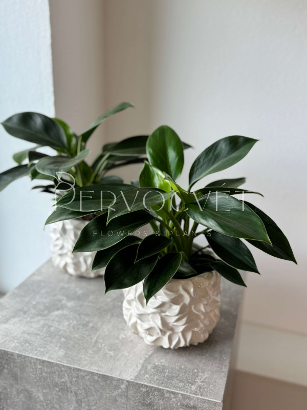 Филодендрон Грин Принцесс 30 см