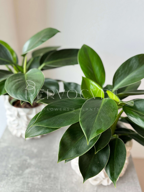 Филодендрон Грин Принцесс 30 см