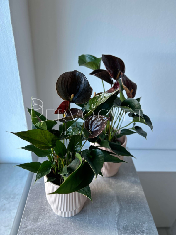 Антуриум Андре Шоколад 40 см