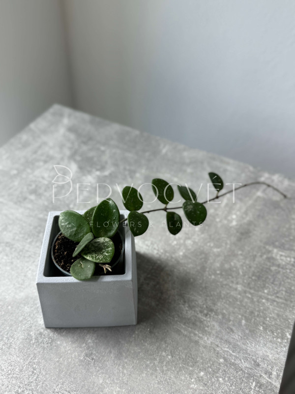 Хойя Матильда Сплеш 10 см