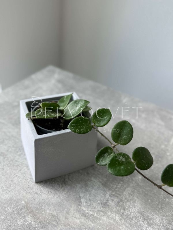 Хойя Матильда Сплеш 10 см