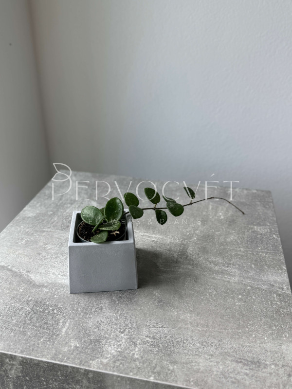 Хойя Матильда Сплеш 10 см