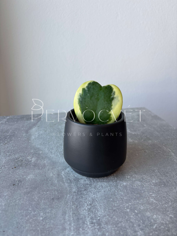 Хойя Керри Вариегатная 10 см