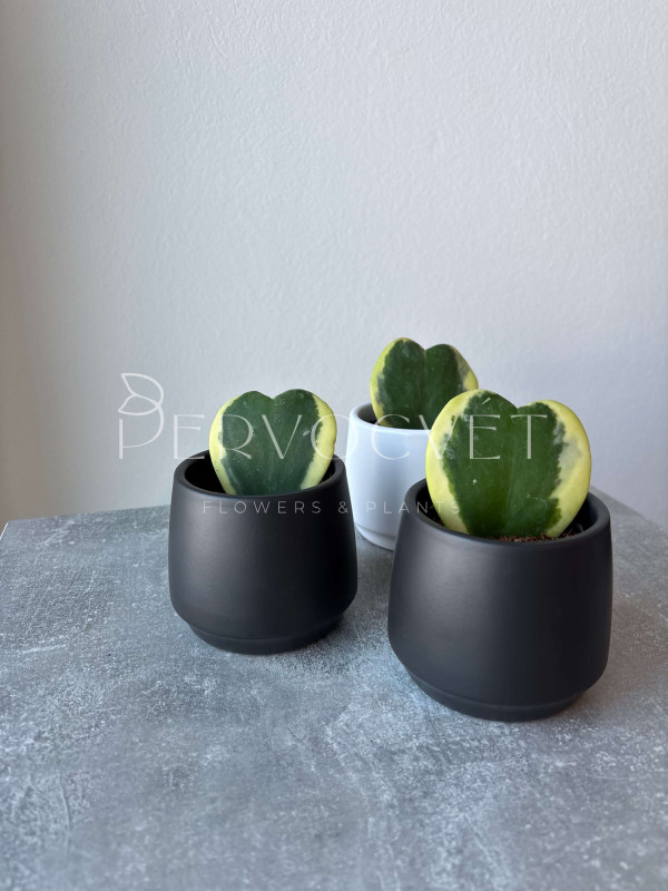 Хойя Керри Вариегатная 10 см