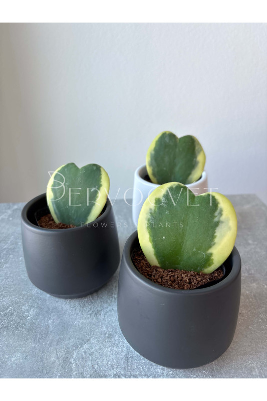 Хойя Керри Вариегатная 10 см