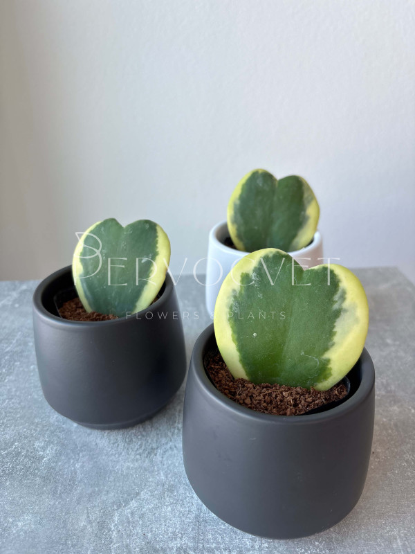 Хойя Керри Вариегатная 10 см