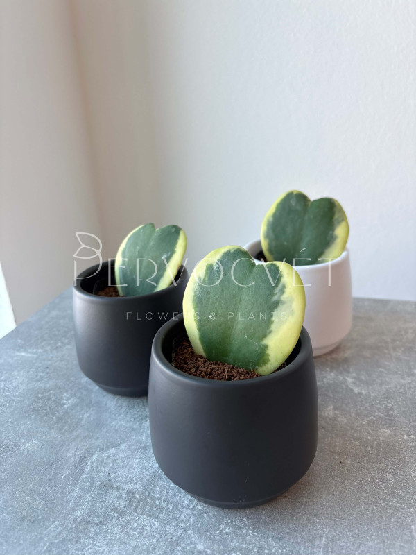 Хойя Керри Вариегатная 10 см