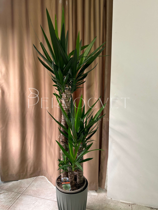 Юкка 3 ствола 140 см