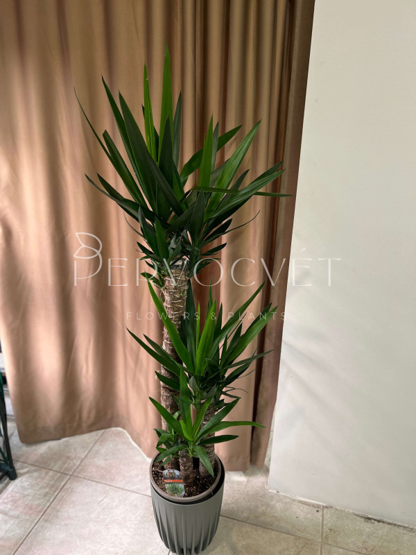 Юкка 3 ствола 140 см