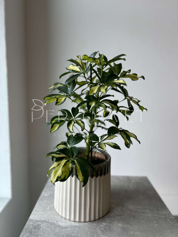 Шеффлера Герда 50 см