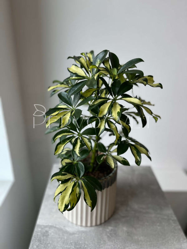 Шеффлера Герда 50 см