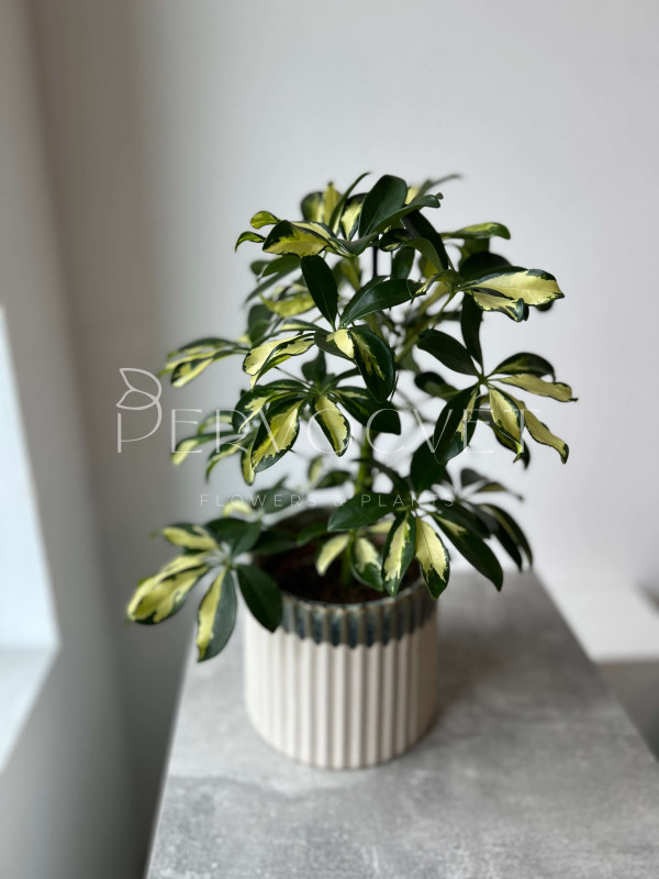 Шеффлера Герда 50 см