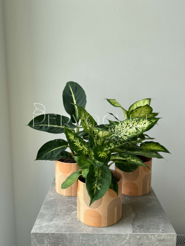 Диффенбахия Микс 35 см