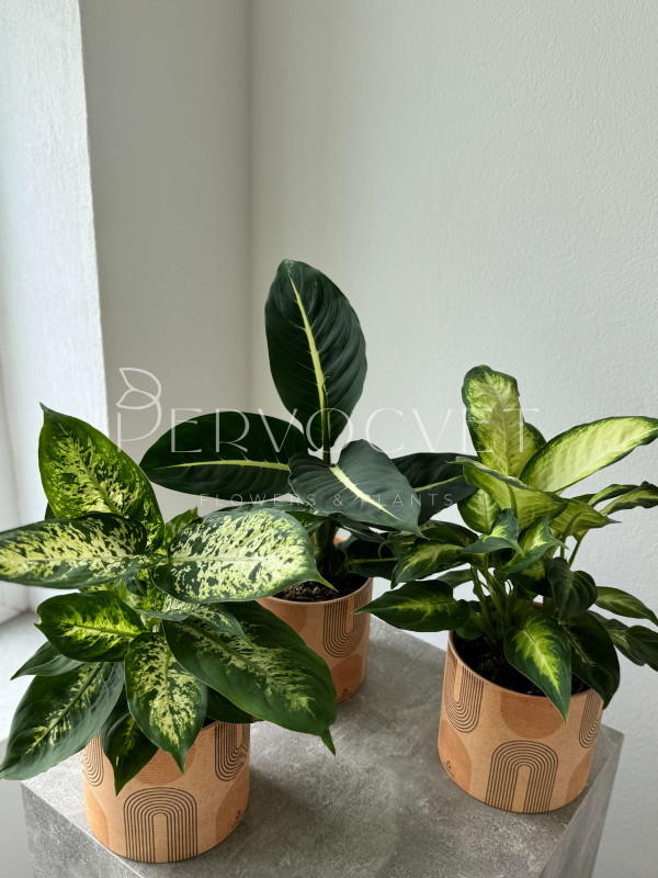 Диффенбахия Микс 35 см