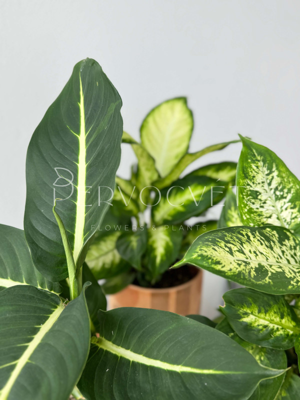 Диффенбахия Микс 35 см