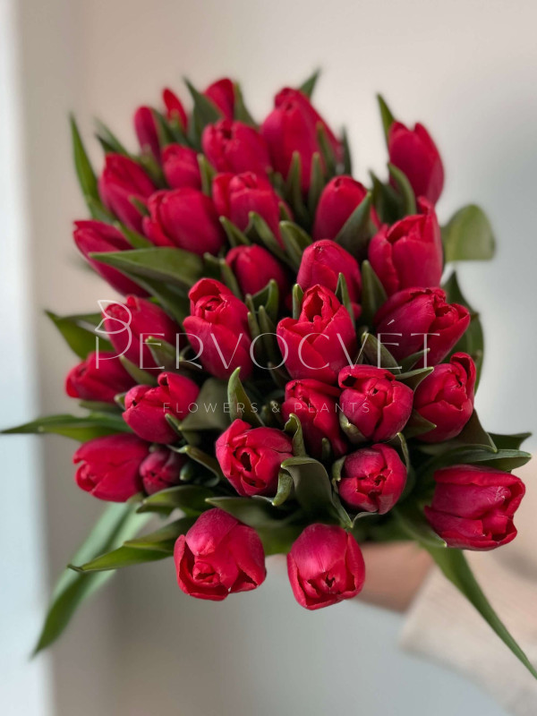 Тюльпан Красный