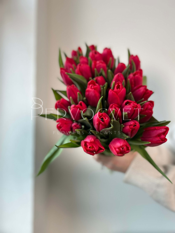 Тюльпан Красный