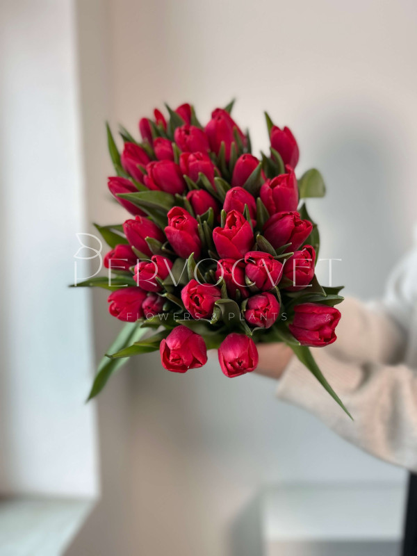 Тюльпан Красный