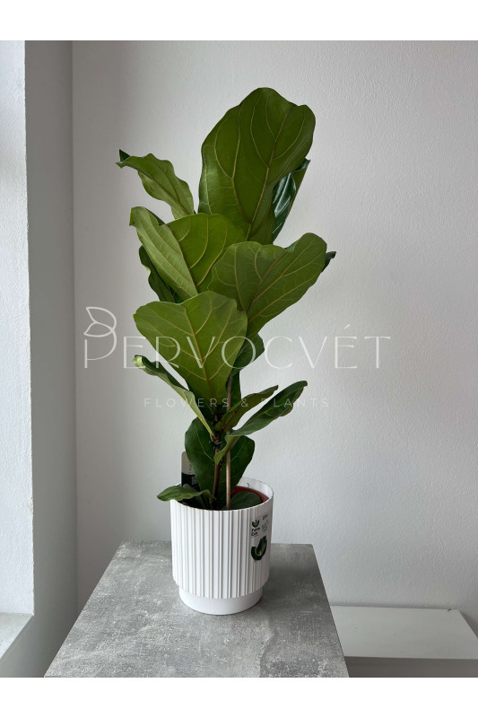 Фикус Лирата 80 см