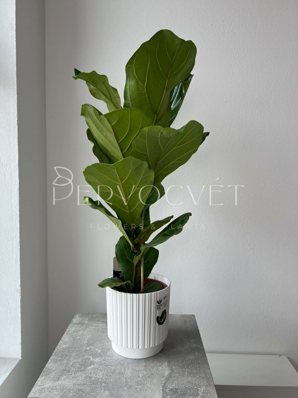 Фикус Лирата 80 см