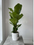 Фикус Лирата 80 см