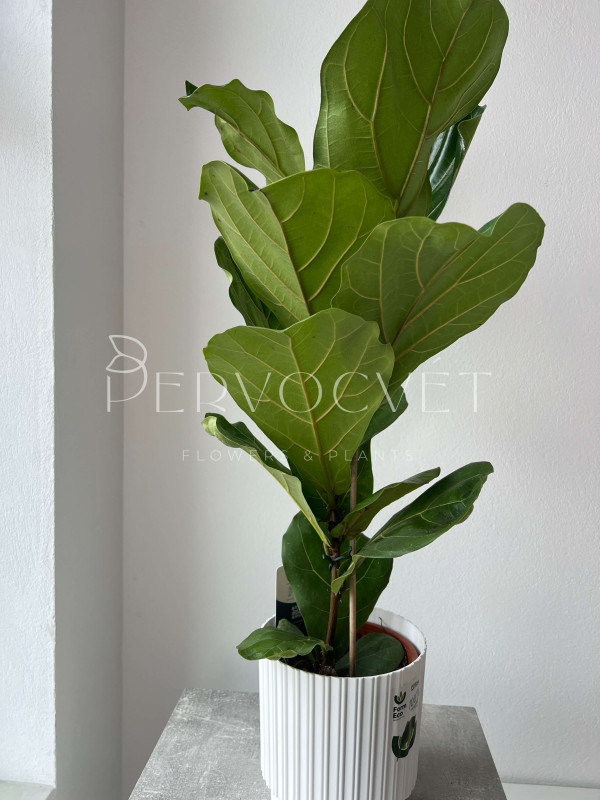 Фикус Лирата 80 см
