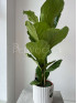 Фикус Лирата 80 см
