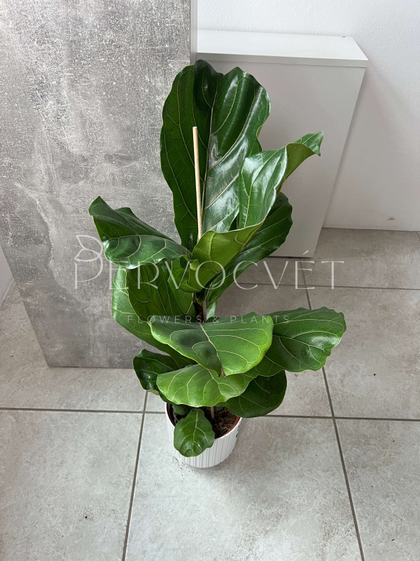 Фикус Лирата 80 см