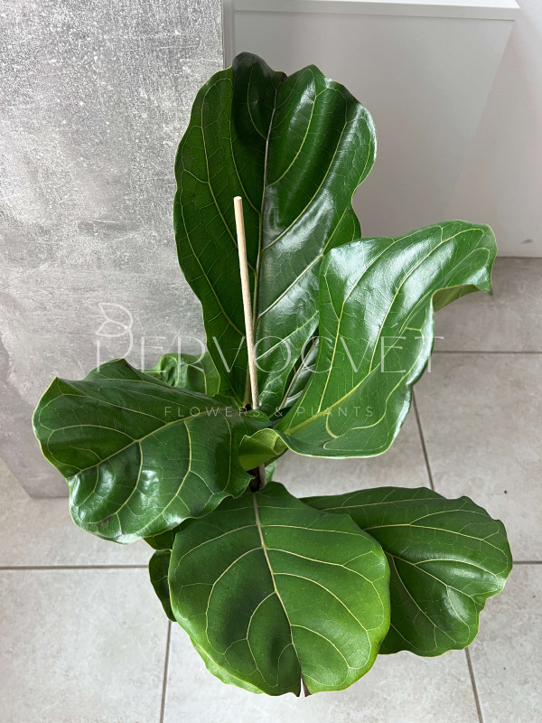 Фикус Лирата 80 см