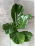Фикус Лирата 80 см