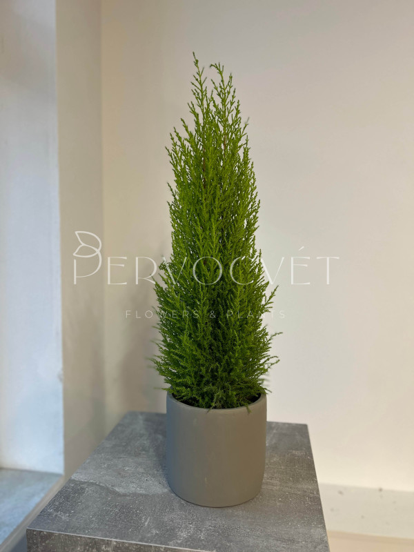 Кипарис Голд Вилма 70 см