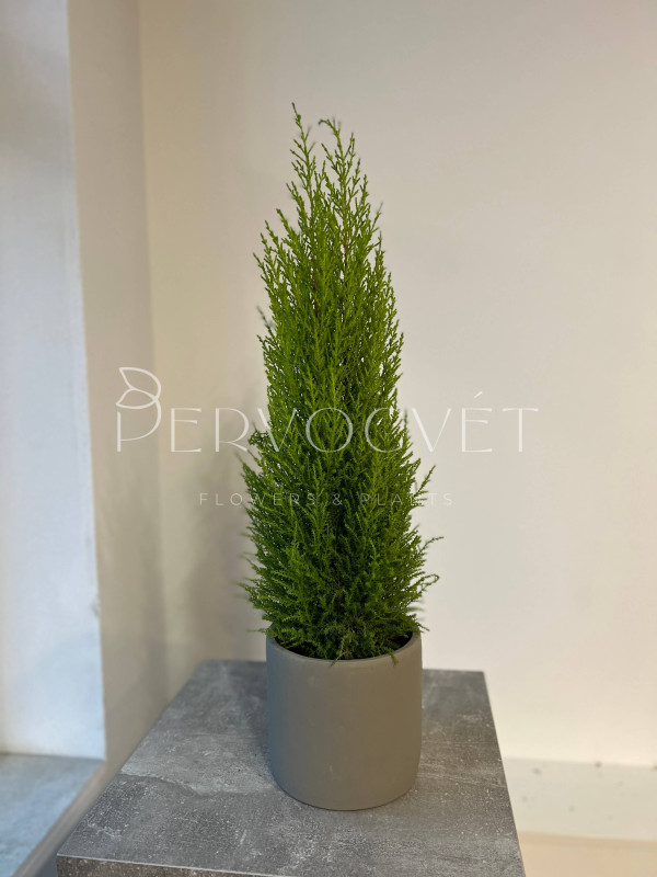 Кипарис Голд Вилма 70 см