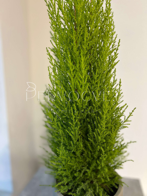 Кипарис Голд Вилма 70 см