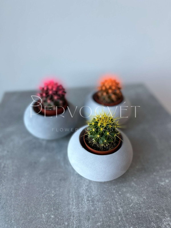 Эхинокактус Грузони Крашеный д 5 см