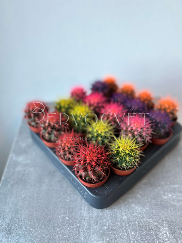 Эхинокактус Грузони Крашеный д 5 см