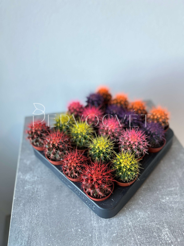 Эхинокактус Грузони Крашеный д 5 см