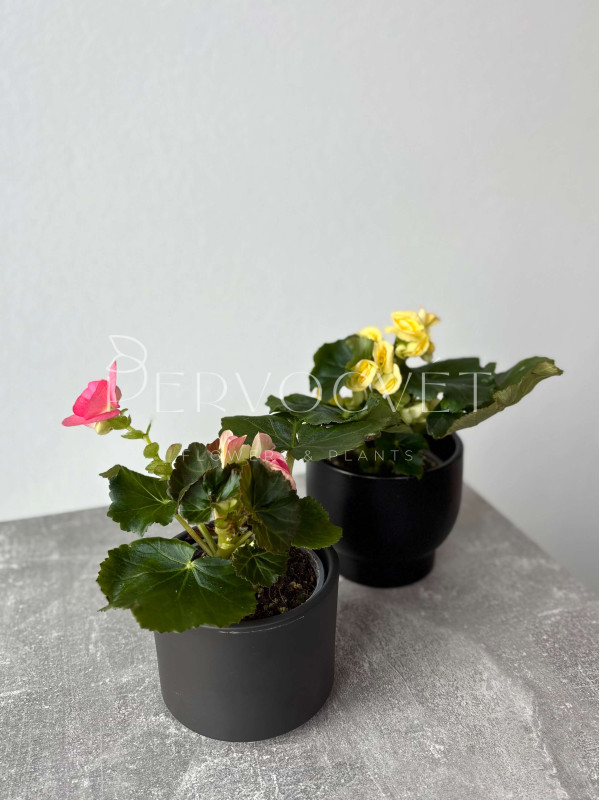 Бегония Микс 20 см