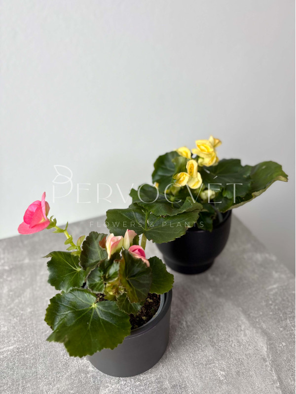 Бегония Микс 20 см